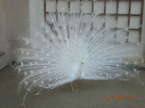 Олександра Сеіт