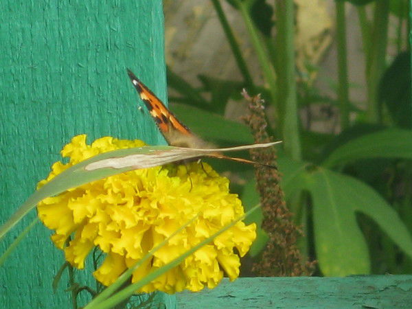 Наталья Иванова (Глазкова)