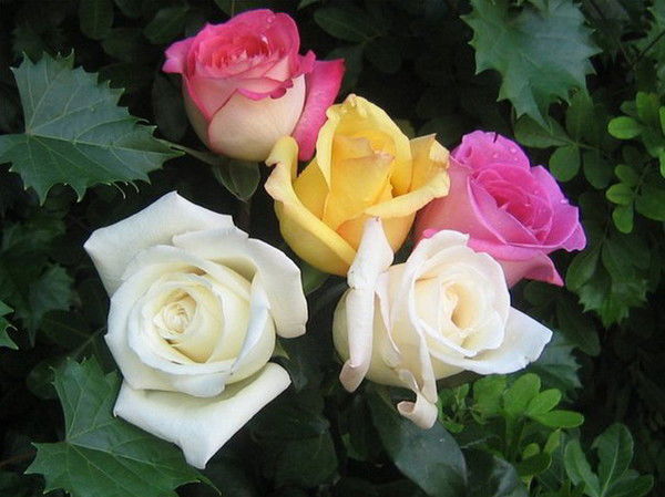 Ветер Перемен. .....