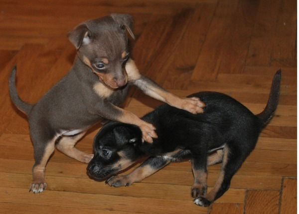 Яшка Немсцверидзе