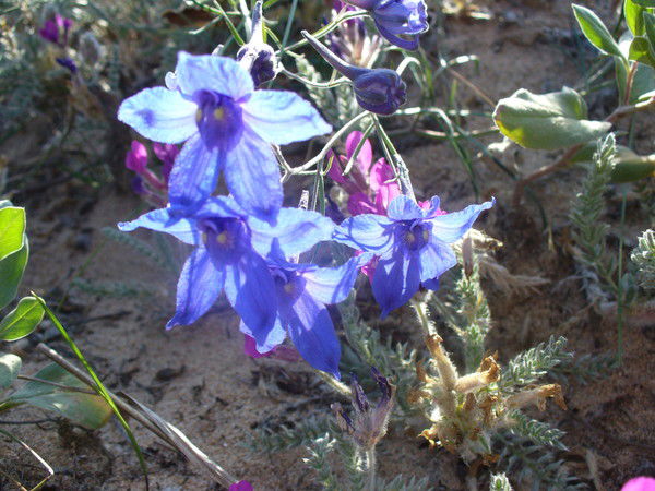 Татьяна Белимова