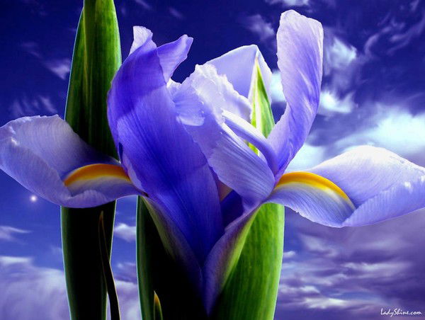 Гульбану Амандыкова