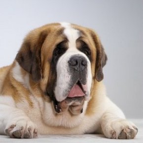 Иванов Иван