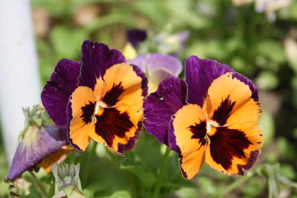 Елена Рязанова