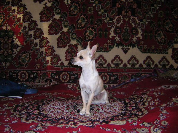 Лариса Данилкова