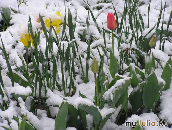 Эфа Людмила