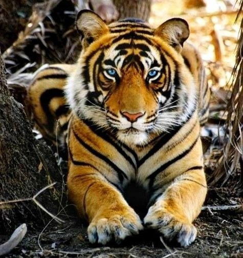 Санёк Калуга