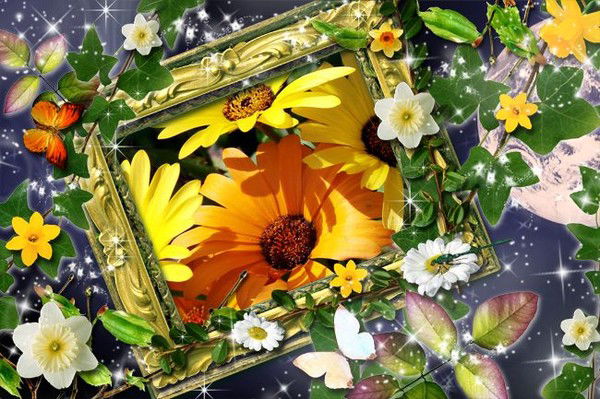 Ромашка Полевая