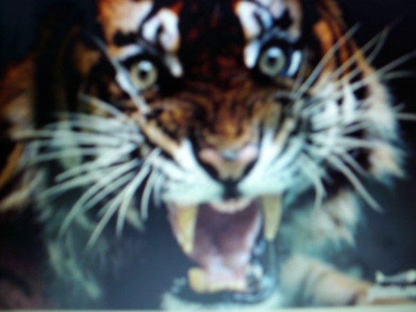 Игорь Мальцев