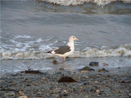 Светлана Мнацаканян