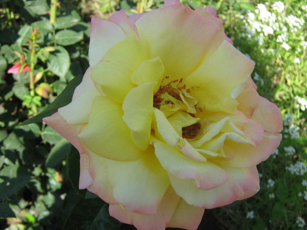 Гульшекер Мурзабаева