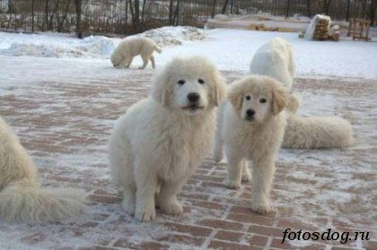 Вера Синьковская