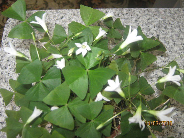 Надежда Фадеева