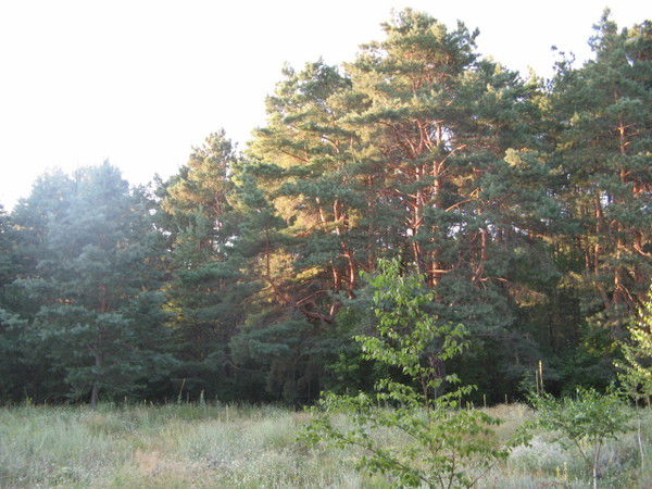 Александр Юрченко