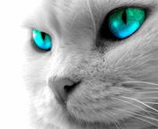 Алена Еремина