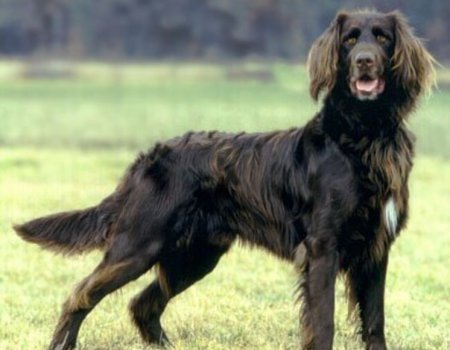 Олег Бендицкий