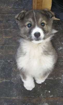 Чак Вольный