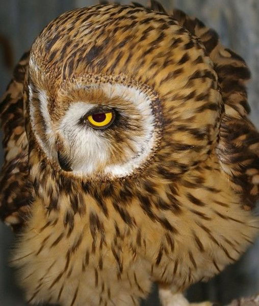 Наташа Савилова