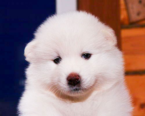 Георгий Славный