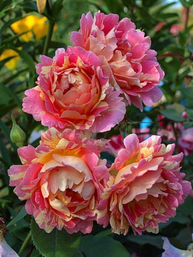 Елена Нефёдова