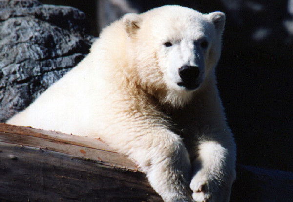 Медведь 11111111