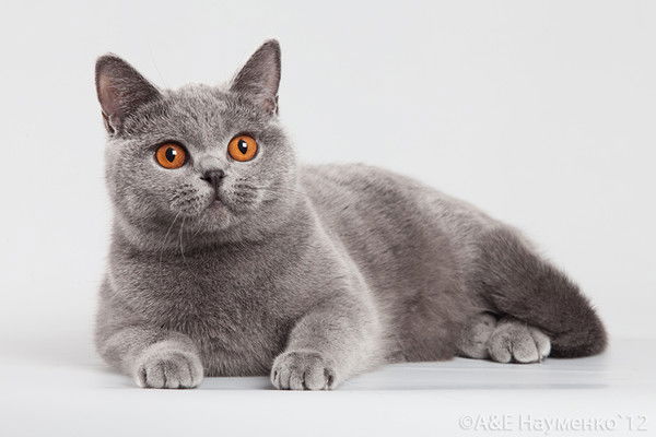 Светлана Полевая