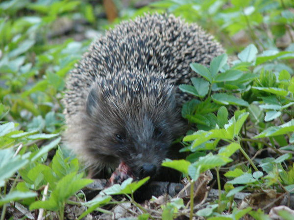 Дмитрий Витковский