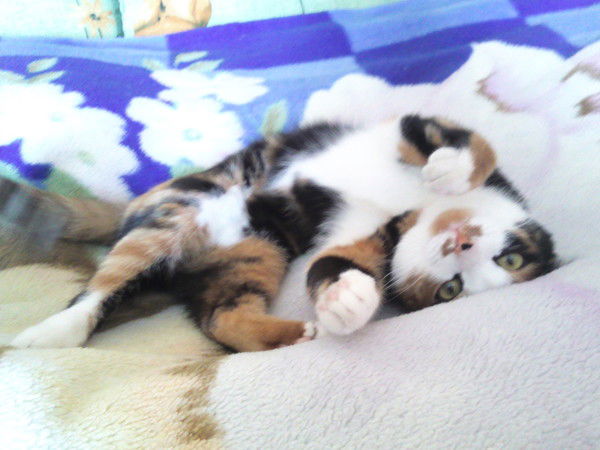 Аня Пряничникова