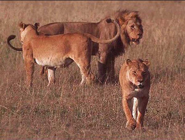 Сергей Салташкин