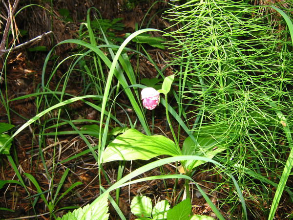 Людмила Мазур