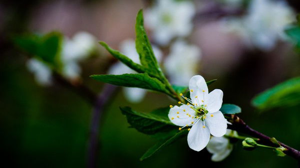 Марина Лаптева