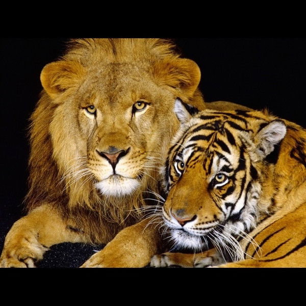 Денис Безруков