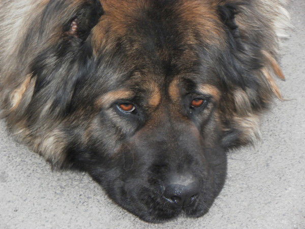 Александр Коропченко