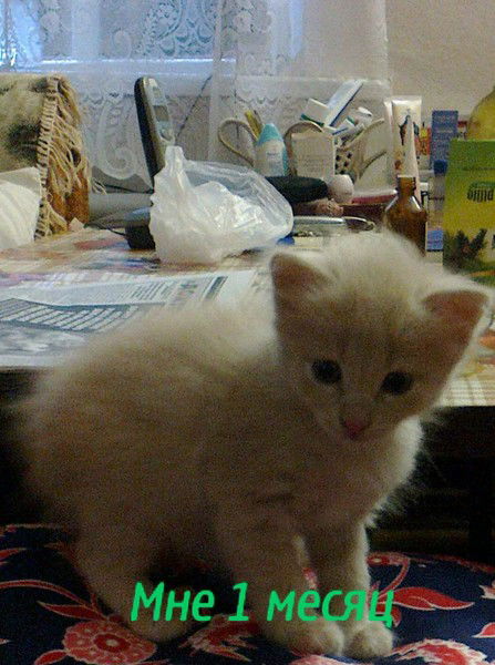 Валерий Диковенко