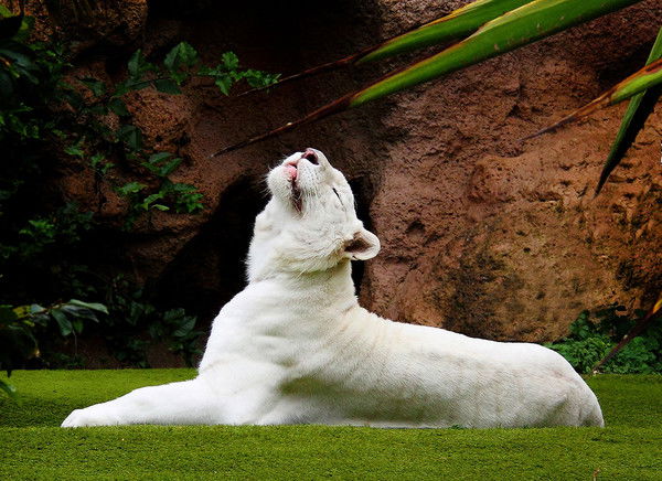 Роберт Асатов