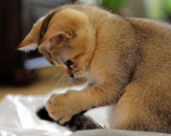 Асема Кайшинова