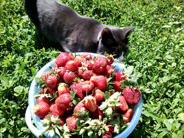 Светлана *******