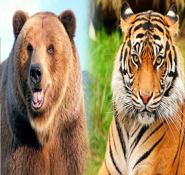 Ленур Мамедов