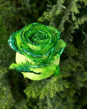 Даниил Тудрати