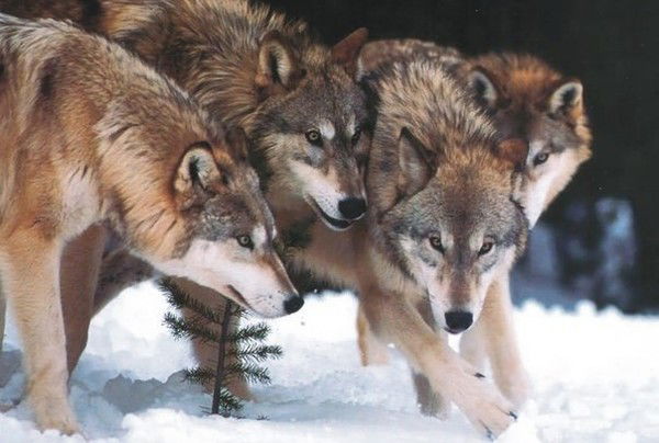 Виктор Чернышов