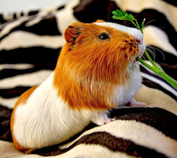 Диана Павлова