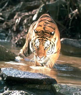 Геннадий Казимиренко