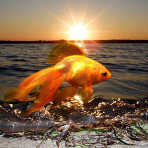 Валентина Сосновская