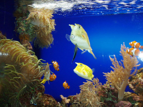 Екатерина Иванова