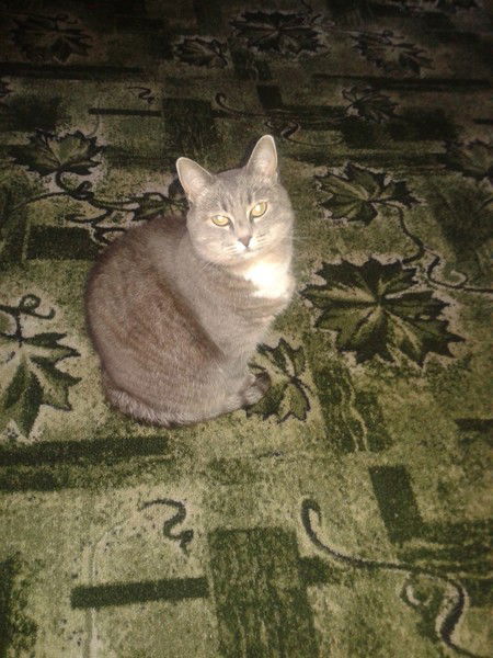 Николай Колчанов