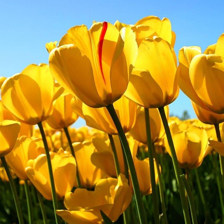 Рыскул Саттарова