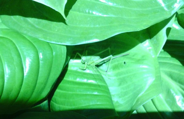 Ольга Лукьянова