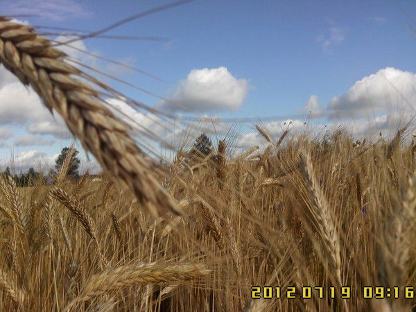 Светлана Серова