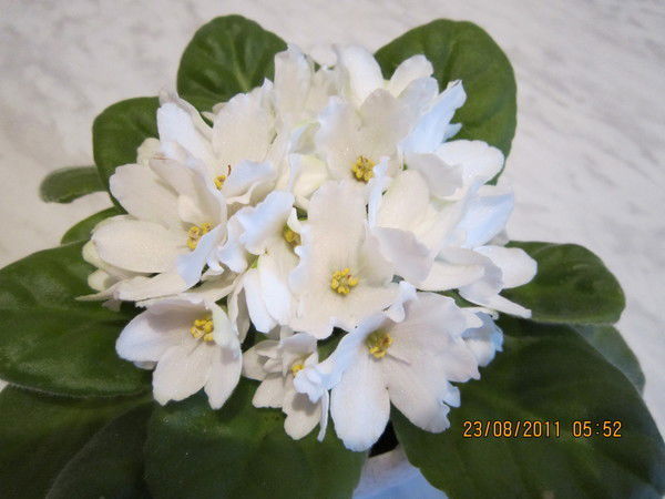 Ирина Владимировна