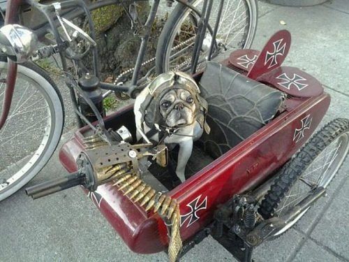 Михаил Донецкий